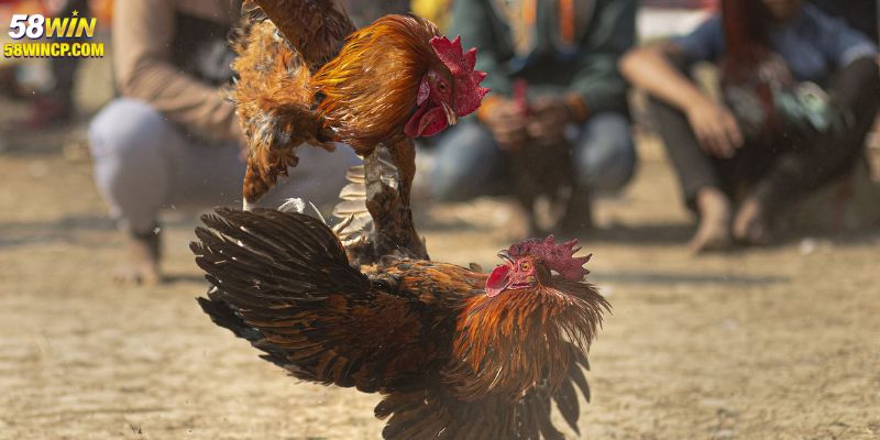  Cách tham gia cá cược đá gà C1 58Win