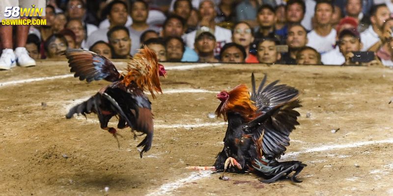 Mẹo cược đá gà C1 58WIN 