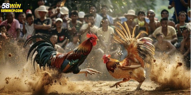 Đôi nét cơ bản về đá gà cựa sắt 58WIN